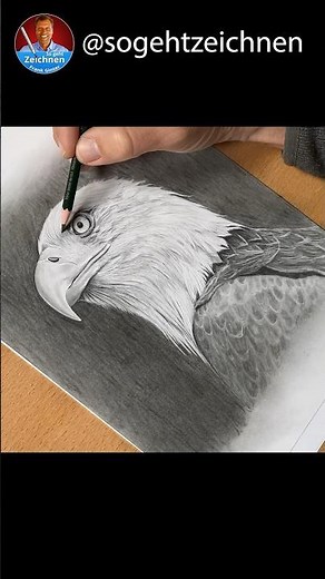Weißkopfseeadler zeichnen mit Bleistiften - Wir zeichnet man einen Adler?