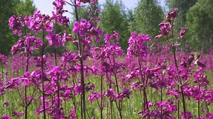 Grass and flowers growing in a meadow near the forest. Many pink flowers.