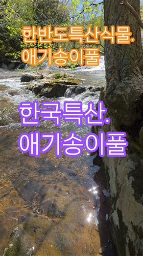 한국특산 애기송이풀#애기송이풀#한국특산식물#멸종위기생물