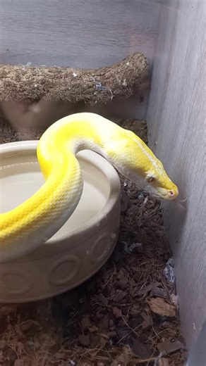 BURMESE PYTHON (YELLOW VARIANT)