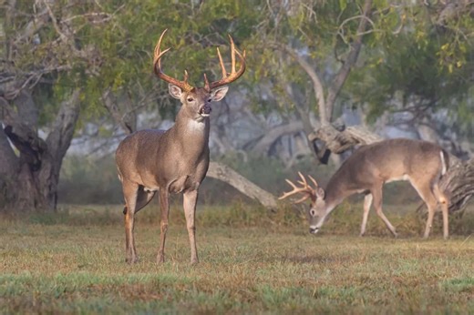 Oh Dear! This U.S. State Has a Deer Population Exceeding 5 Million