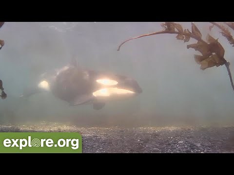 Stunning Orca Sightings! | World Orca Day