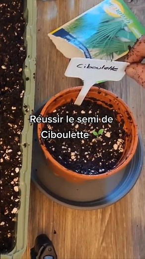 🌱 Tuto : Comment faire germer des graines de ciboulette ?