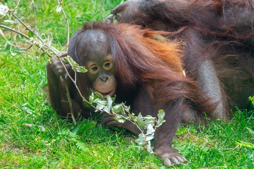 Oregon Zoo’s youngest orangutan celebrates a milestone