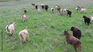 beautiful cattle in Australia eating grass, grazing on pasture. Herd of cows free range beef being regenerative raised on an agricultural farm. Sustainable farming of food crops. Cow in field
