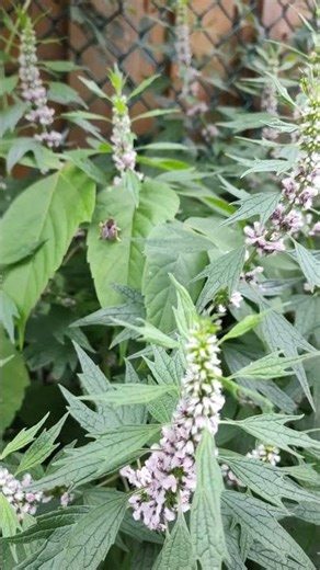 Pretty Common Motherwort Plant