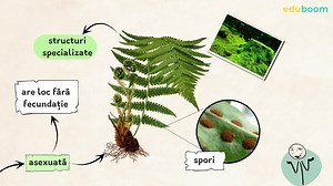 Reproducerea asexuată la plante. Biologie clasa a 10-a