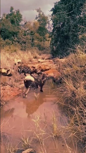 Hyena vs Wild Dogs Fight Over a Carcass in the Water – Brutal Wildlife Clash | wildlife
