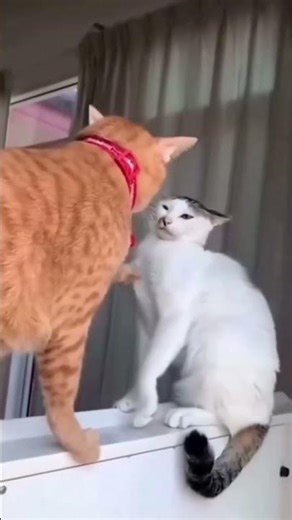 Funny Cat Fails part 01 #funnyfails #cat #shorts