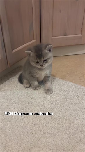 BKH kitten zum verkaufen#schweiz🇨🇭 #fypシ゚viral #fyyyyyyyyyyyyyyyyy #viraltiktok #bkhkitten