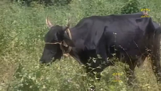 Instagram video by Anil Rana • Jan 24, 2026 at 3:58 AM