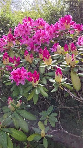 Rhododendron in full bloom, home garden