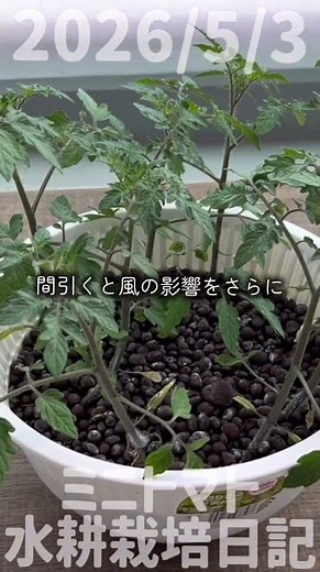 2026/5/3 Mini Tomato Hydroponic Cultivation Diary