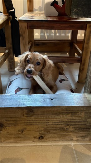 Cockers spaniels are one of the hardest breeds to teach patience to, so I like to start early when they are puppies & build this up over time into adulthood. I find the easiest way to incorporate this into their training is with the ‘open the gate and make them wait’. They start in a safe place (such as their crate or dog box). You open the door. If they attempt to leave before command, close the door and restrict the exit. Repeat until they have learned that when the door opens, they must wait 