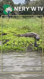 A crocodile spotted in Loango National Park 🐊🌳🇬🇦✨ 📷 Franck.Pit | Nery'w TV