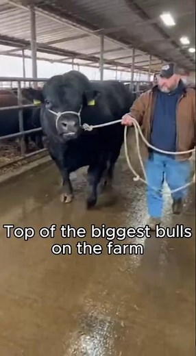 Top 5 Biggest Bulls on the Farm 🐂😳