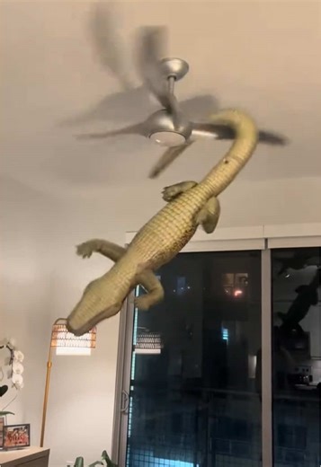Gator Stuck on Ceiling Fan: An Unexpected Tale