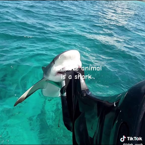 Exploring the Beauty of Sharks in Ocean Life