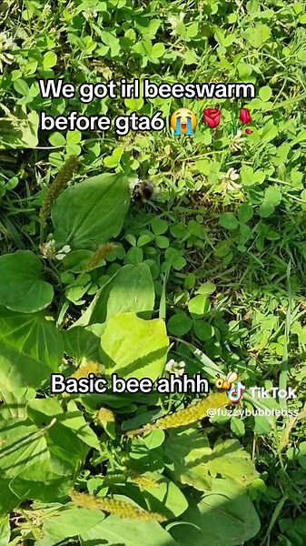 Basic bee irl, yes I go outside #beeswarmsimulator #irl #bee #grind #weird #nature #fyp