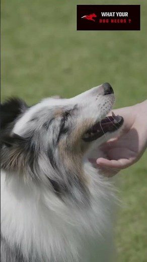 What Is Kennel Cough and How to Treat It? | Quick Guide 🐾🐕 | What Your Dog Needs