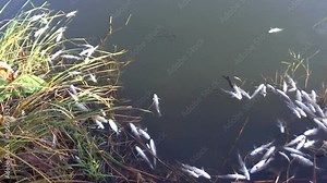 Mass Poisoning of Fish / Fish poisoning caused by discharge of toxic substances from factories in the river