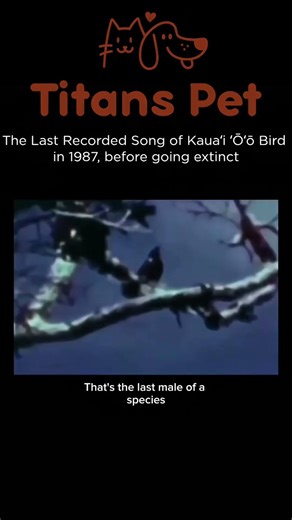 The Last Song of the Kauaʻi ʻŌʻō (1987 Final Recording)