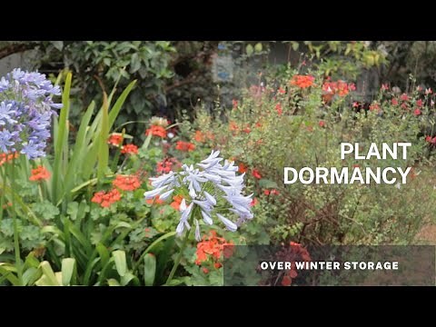 Understanding Plant Dormancy - Tips, Preparation and Care of your dormant plants overwinter.