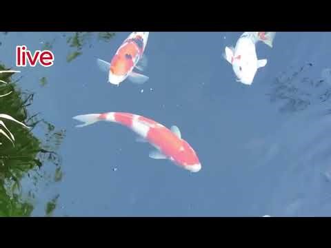 Nature’s Beauty: Wild Animals and Colorful Birds Compilation 2025 #live #animals #birds