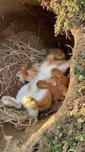 Baby Rabbit Feeding Baby #Love Incentive Program #Rabbit