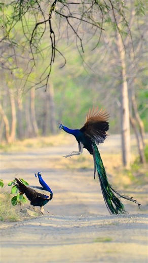 Melghat Jungle #wildlifephotography #wildanimals #peacocklove #tadobanationalpark #penchtiger