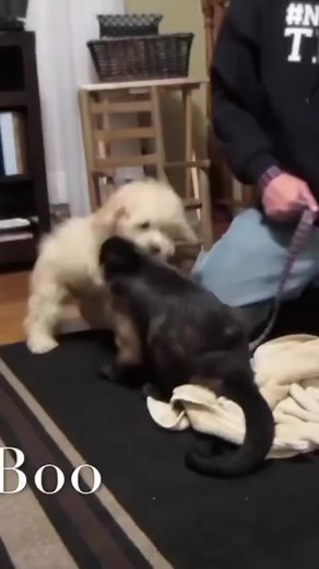 Monkey plays with a Cockapoo #monkey #friends #dogs #playing | MonkeyBoo