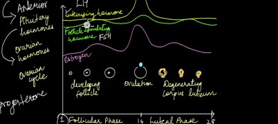 Menstrual Cycle