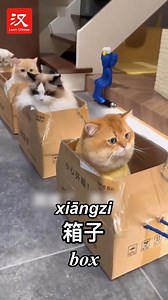 10K views · 157 reactions | Why do cats (猫 māo) love boxes (箱子 xiāngzi)? Watch these adorable kittens ride their very own cardboard "train." All aboard the cuteness express! #Fun #脉动中国 | Learn Chinese | Facebook