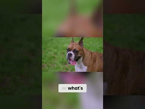 Unveiling the Boxer Colors, Traits, and Lifespan