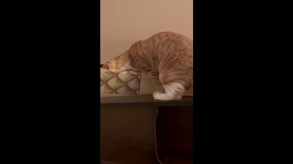 Cat Gets Head Stuck In Tissue Box