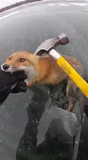 A fox became trapped beneath the surface of a frozen lake, unable to break through the thick ice above. The footage captures a tense rescue effort as the ice is broken and the exhausted animal struggles back to the surface, highlighting both the danger of extreme cold and the fragile line between survival and loss in winter conditions. Wildlife specialists note that such incidents can occur when animals misjudge ice strength while searching for food or crossing frozen water. This video was creat