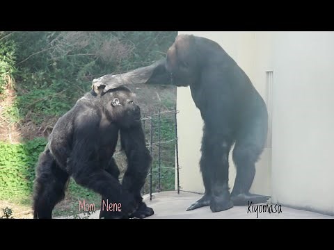 A Young Male Gorilla Cares For His Aging Mother | The Shabani Family | Higashiyama Zoo