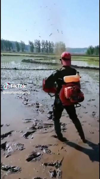 How rice seed is planted | seeds