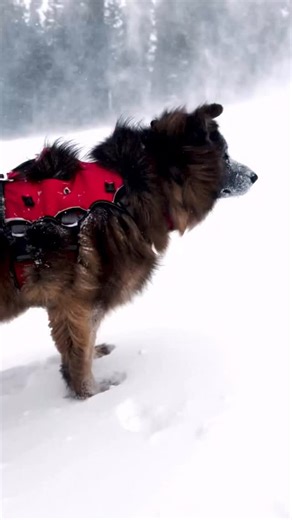 3 comments | Cozy up with the Truma Heater Kit  The Truma Varioheat Eco Heater provides quick and easy propane heat at a precise temperature. Heads up, the $2k off the Full Truma Heater Kit deal is almost over! Once spots are filled, the deal will end. Book your deposit now, so you don’t miss out ☃️ | Tune Outdoor | Facebook