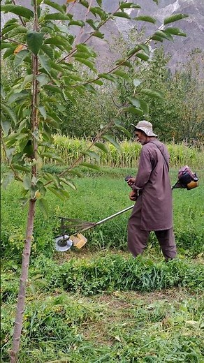 Grass Cutting Professional #grasscutting #cuttingmachine