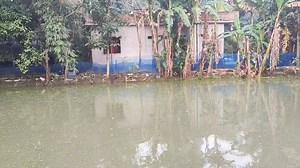 759K views · 10K reactions | পুকুরে দেশি শোল মাছ চাষে সাফল্য। #শোলমাছ #মাছ #মাছচাষ #দেশিমাছ #শোলমাছেরচাষ #সাতক্ষীরা #বাংলাদেশ #শোল #মাছ | RAHAT RAJA VLOG | Facebook