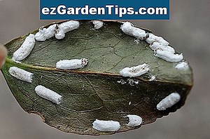Traitement de la maladie des arbres à magnolia 🌱 Conseils Jardiniers - Fr.ezGardenTips.com
