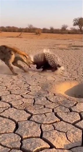 Wild Dog vs Porcupine