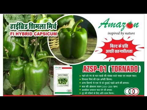 Amazon seeds Capsicum Variety:- Tornado