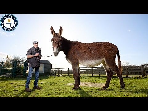British farm boasts world's tallest donkey, another with longest ears