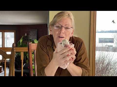 Helping the newborn puppy to poop and pee