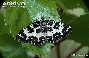 Argent and sable - Alchetron, The Free Social Encyclopedia