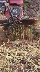 397K views · 13K reactions | My husband went out with cousin today to turn over some unused land—getting it ready to grow something yummy!I stayed home sorting through Yue’s stuff. She’s growing so fast—some of the baby things are just too small now and can be tossed. | Rose鄉村 | Facebook