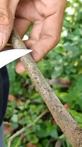 Budding technique #budgrafting #graftingtechniques | Abi Garden