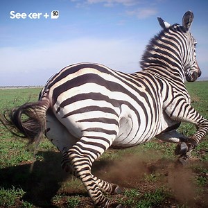 Artificial intelligence is changing the way we monitor and track wildlife. | Seeker by The Verge